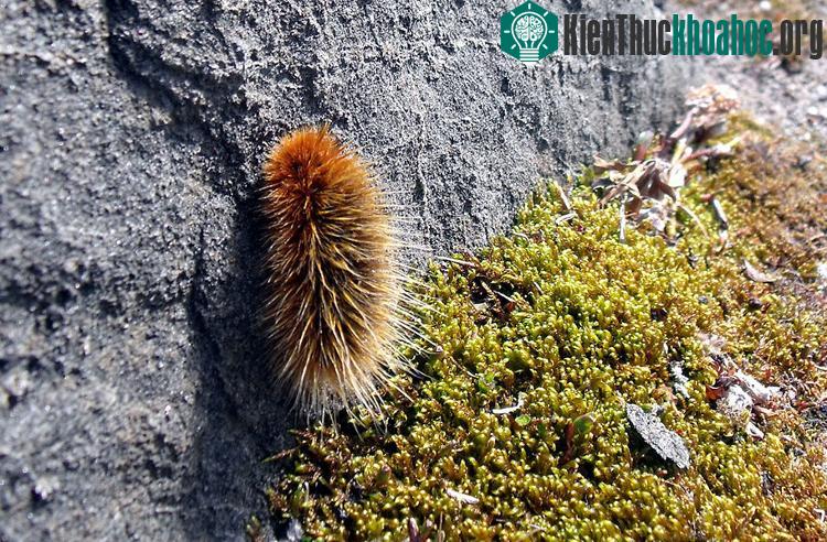 Loài này sống sót qua cái lạnh bằng cách chơi trò chờ đợi.