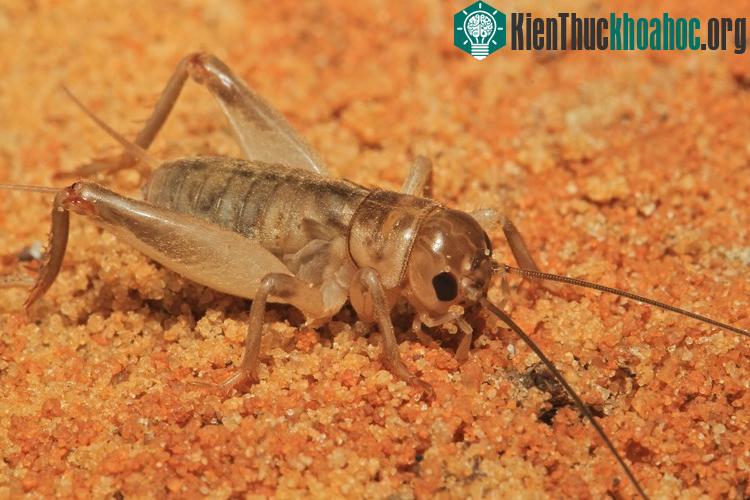 Dế đuôi ngắn tự ăn đôi cánh của mình