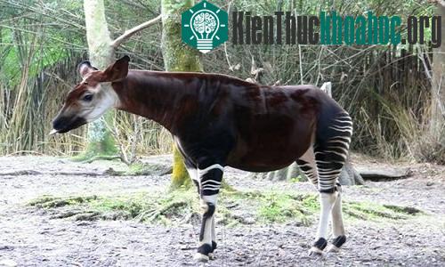 Okapi là họ hàng gần gũi nhất với hươu cao cổ. (Ảnh: Flickr).
