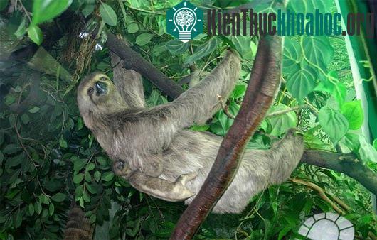 Chúng xuống đất là để đi vệ sinh