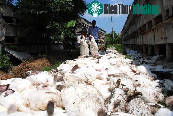 Đàn thỏ tự sát tập thể