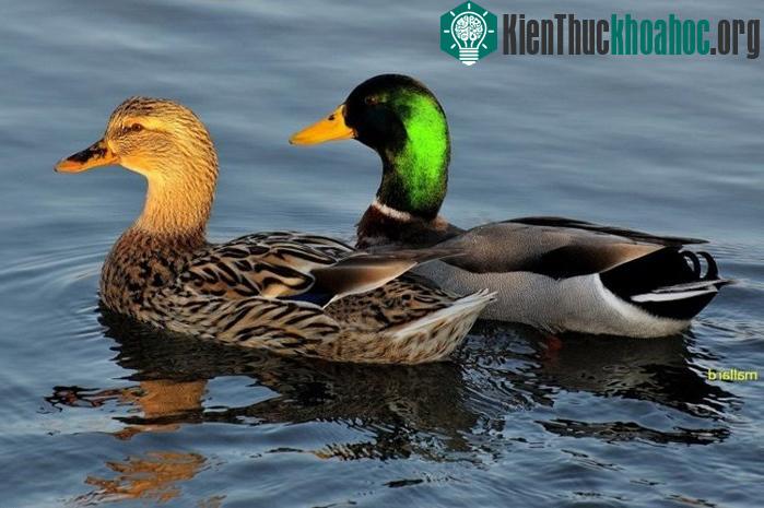 Thời gian giao phối của vịt cổ xanh diễn ra vào mùa xuân.
