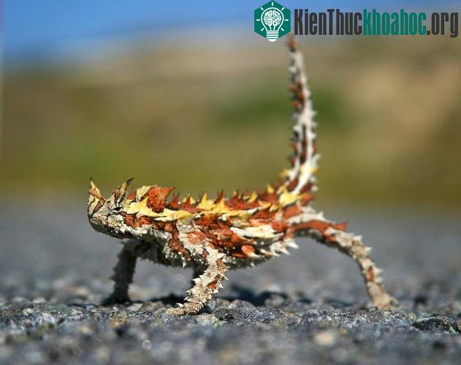 Thằn lằn quỷ gai là loài có nguồn gốc từ Australia. Nhờ màu da gần như trùng với môi trường sống ở sa mạc, con thằn lằn có thể ngụy trang để ẩn nấp và tấn công con mồi. Chúng có màu vàng và đỏ khi ...