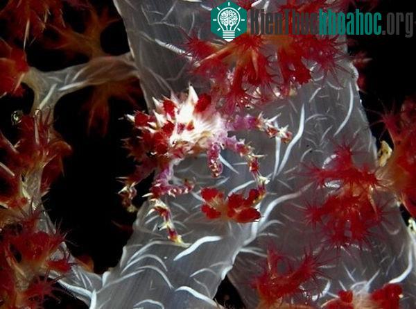 Cua kẹo sống chủ yếu ở vùng biển Ấn Độ Dương và Thái Bình Dương.