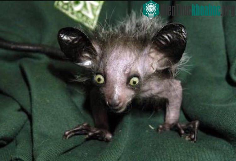 Khỉ Aye-Aye