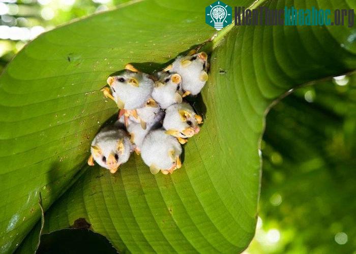 Cận cảnh loài dơi trắng đáng yêu nhìn lạ nhất thế giới ảnh 5