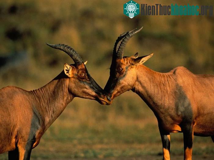 Linh dương Topi cái chỉ có thể thụ thai vào một ngày duy nhất mỗi năm.