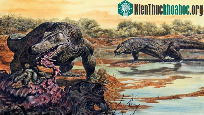 Varanus priscus (hay Megalania prisca) là loài kỳ đà lớn nhất thế giới.