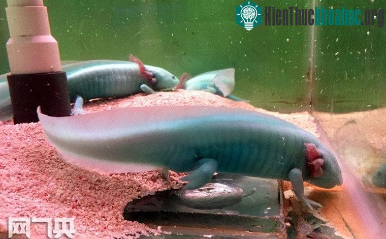 Chúng được Liên minh bảo tồn thiên nhiên quốc tế (IUCN) xếp loại có nguy cơ tuyệt chủng trong tự nhiên, và nằm trong sách đỏ của Công ước về thương mại quốc tế các loài động, thực vật hoang dã nguy...