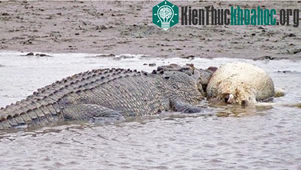 Một con cá sấu đang ăn xác một con cá sấu khác trên sông Mission, Australia