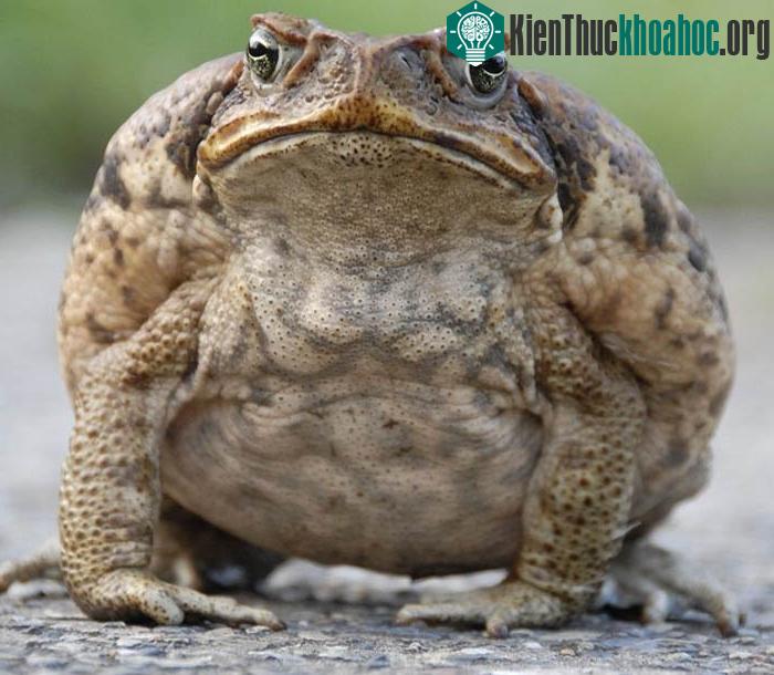 Da của chúng sần sùi và có chứa nhiều độc tố.