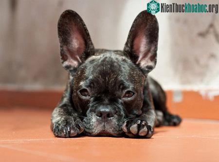 Loài chó Bijou về cơ bản là giống cái nhưng một vài nghiên cứu mới đây đã cho thấy chúng có cả các đặc điểm của đực với tinh hoàn và tuyến tiền liệt.