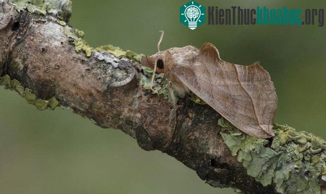 Bướm Calyptra được tìm thấy khắp châu Âu, chủ yếu ăn trái cây và hút mật hoa.