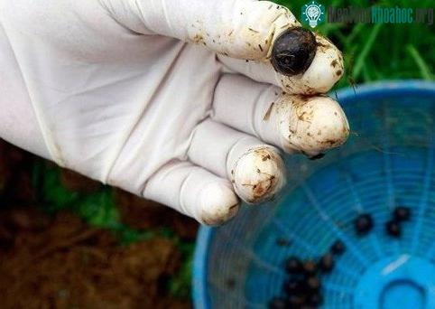 Những khám phá cực hay ho về loài voi khổng lồ