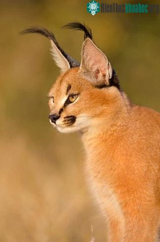 Tìm hiểu về loài mèo hoãng dã Caracal ảnh 5