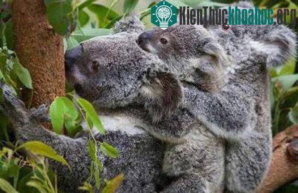 Những sự thật bất ngờ về loài gấu Koala