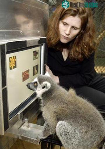 Elizabeth Brannon đang thử nghiệm với một con vượn cáo mongoose.&nbsp;(Ảnh: Elizabeth Brannon)