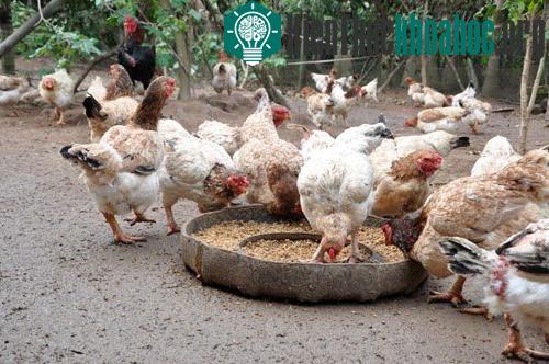 Những sự thật gây choáng về loài gà ít ai nghĩ đến
