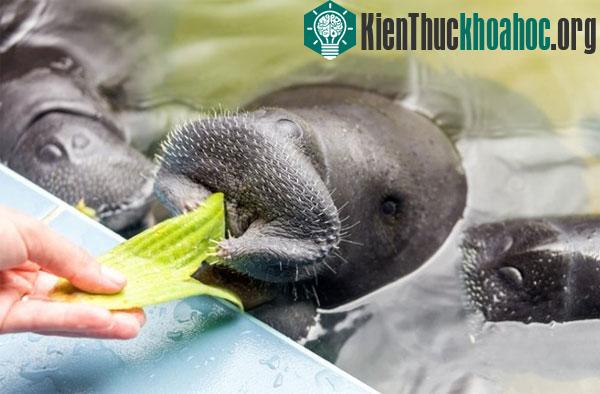 Những loài vật mở một mắt trong khi ngủ ảnh 5