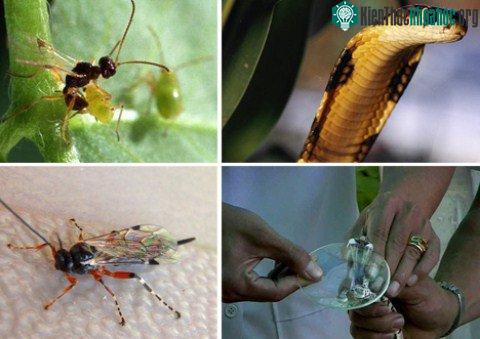 Nọc rắn hổ mang và ong vò vẽ có thể chữa bệnh