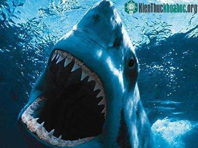Những loài vật phá vỡ mọi kỷ lục- ảnh 6