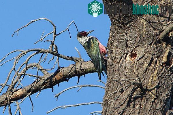 10 bí mật thú vị về loài chim gõ kiến