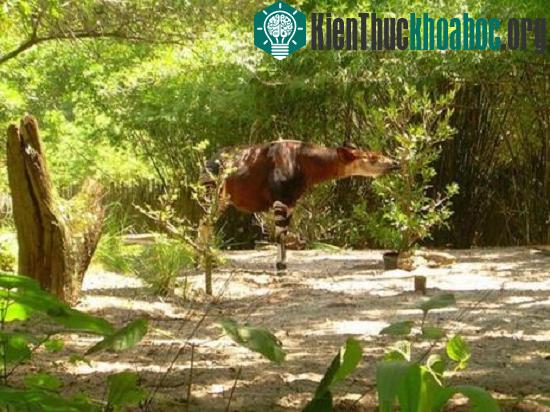 Loài Okapi ẩn hiện