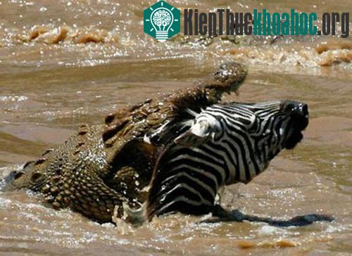 10 loài săn mồi nguy hiểm nhất ảnh 5