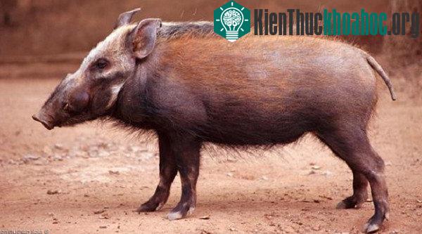 Những hiểu lầm về loài heo mà mọi người mắc phải