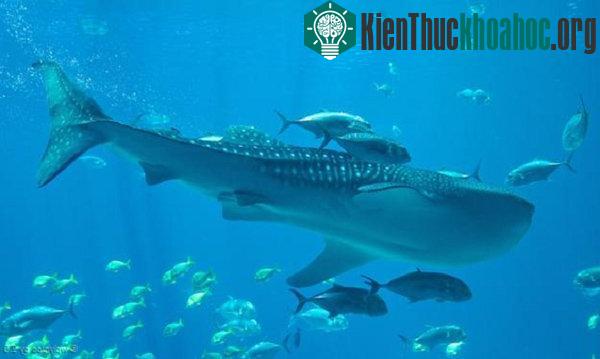 Đây là loài cá lớn nhất thế giới. Chúng sống ở những vùng biển ấm và nhiệt đới (trừ Địa Trung Hải) và thường lang thang ở ngoài khơi Ấn Độ, nơi chúng được bảo vệ. Dù có kích thước to lớn, cá mập vo...