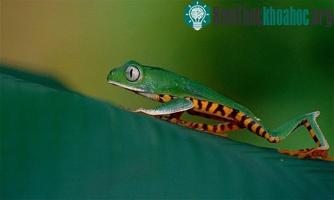 Sắc màu rực rỡ nổi bật của loài ếch cây