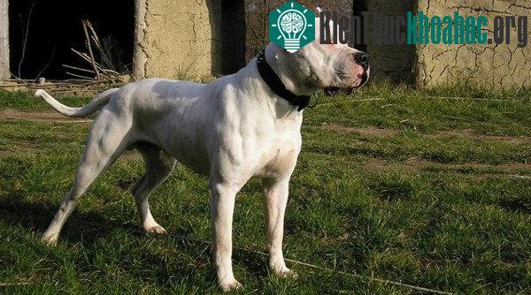 Dogo Argentino