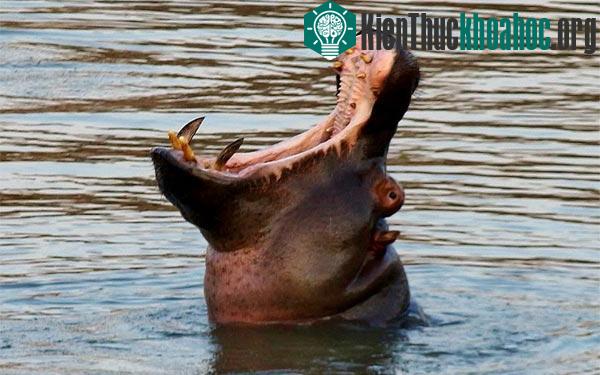 Hà mã "cười nhạo" sư tử sau khi chạy thoát thân