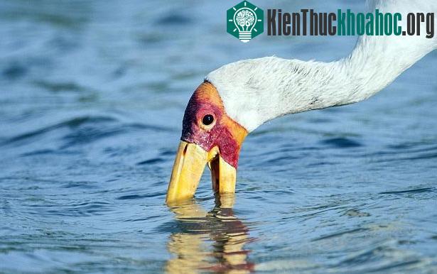 Cá sấu cướp mồi của "bạn" cò