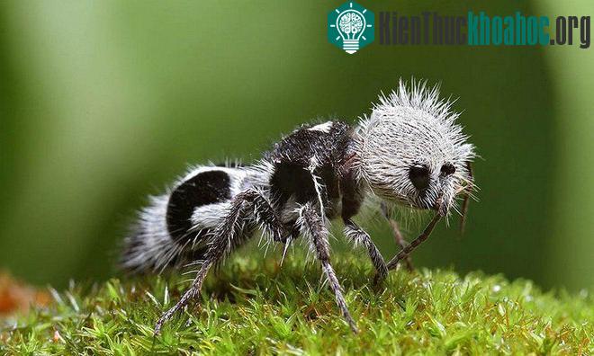 Những đặc điểm độc đáo riêng biệt của các loài động vật