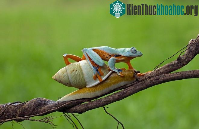 Ếch lười biếng, đi nhờ ốc sên