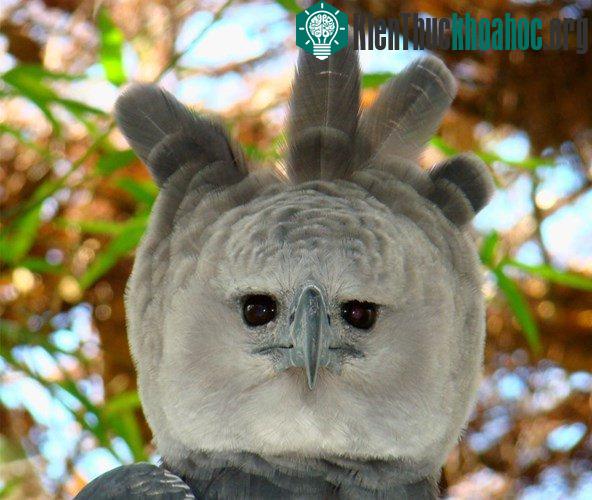 Những loài chim nguy hiểm nhất hành tinh