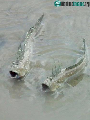 8 loài động vật không ăn mà vẫn sống khỏe