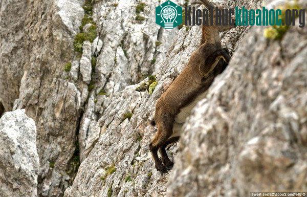 Bất ngờ trước khả năng leo núi của loài dê