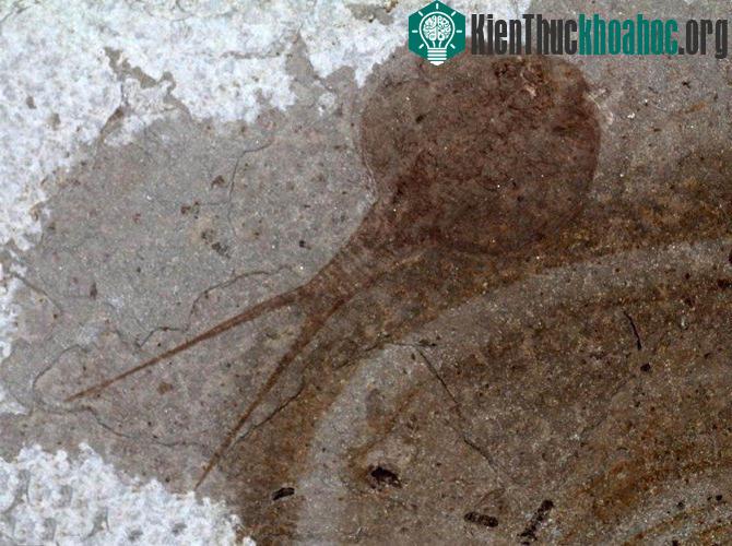 2 loài động vật thời cổ đại hiếm thấy vừa tái xuất