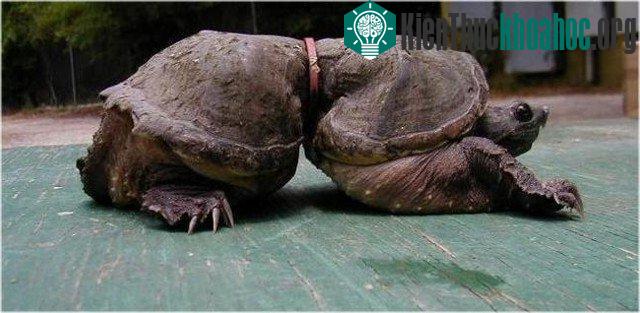 13 sự thật về loài rùa mà ít ai biết đến- ảnh 6