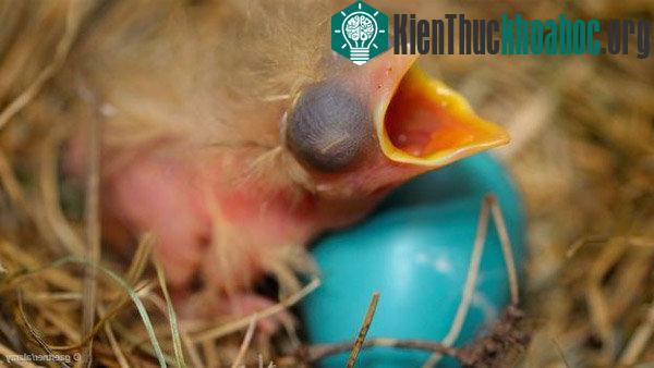 Khám phá những siêu năng lực của trứng các loài chim