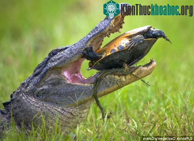 Khám phá sửng sốt về mai rùa