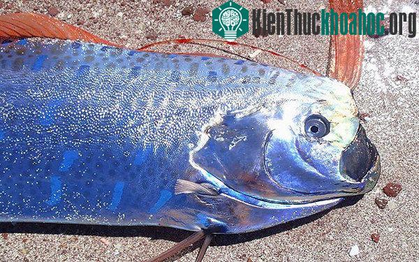 Loài "rồng biển" có khả năng dự báo động đất trôi vào biển Việt Nam