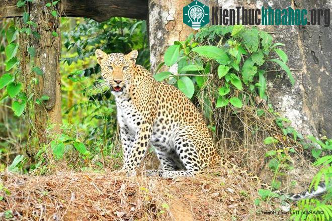 Thú quý hiếm được giải cứu ở Việt Nam