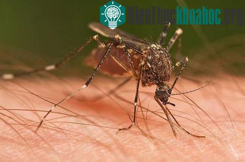 7 loài sinh vật nhỏ bé nhưng gây nguy hiểm chết người