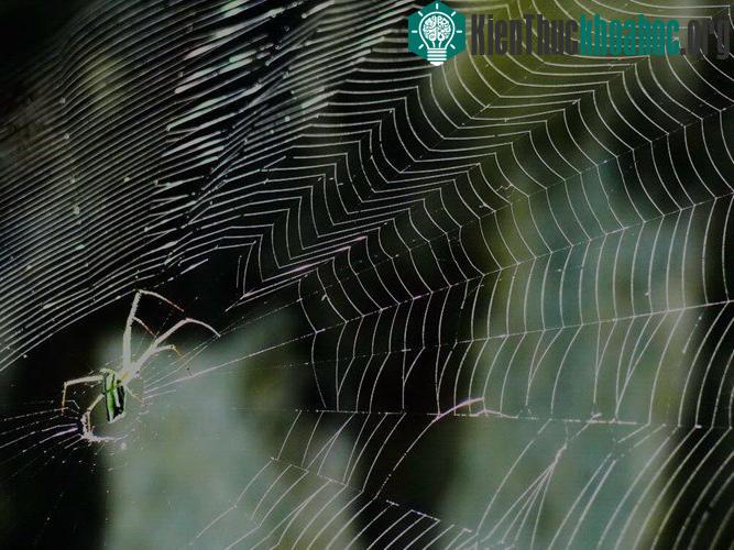 Những công nghệ động vật khai phá, làm tốt hơn cả người