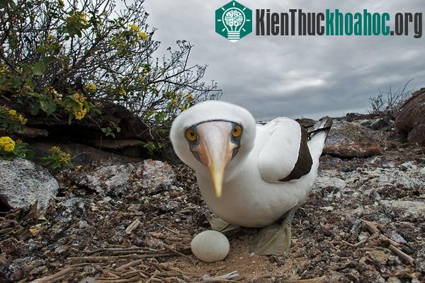 Giật mình trước "tính xấu" của các loài động vật dễ thương