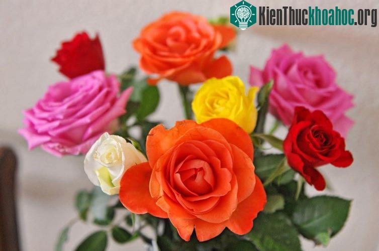 Những sự thực thú vị ít ai biết về loài bướm