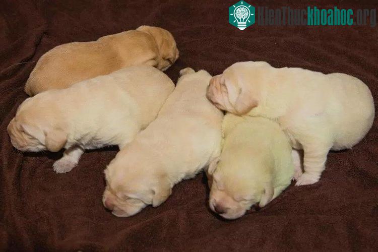 Cô Elaine tin rằng Fifi là trường hợp thứ 3 trên thế giới có bộ lông màu xanh tự nhiên.